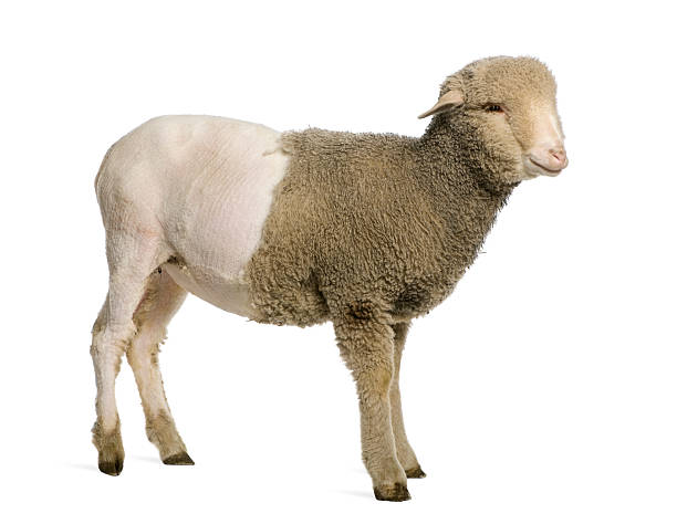 Partially shaved Merino lamb, 4 months old, standing.
