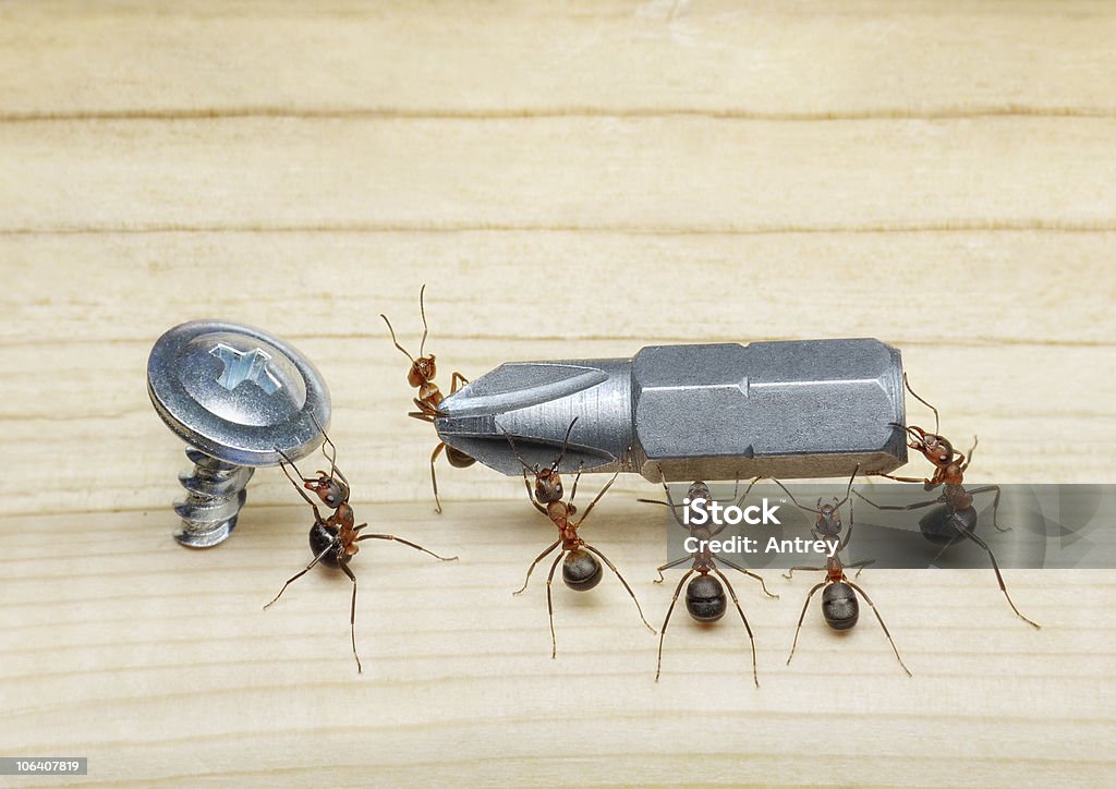 team of ants bring screwdriver to screw ants carry screw driver and holding screw Ant Stock Photo