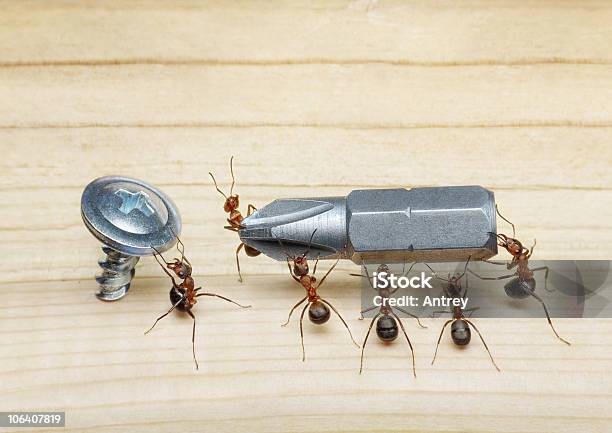 Team Of Ants Bring Screwdriver To Screw Stock Photo - Download Image Now - Ant, Carrying, Teamwork