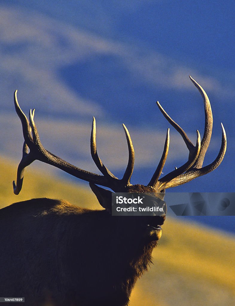 Bugling Bull River Elk - Lizenzfrei Röhren Stock-Foto