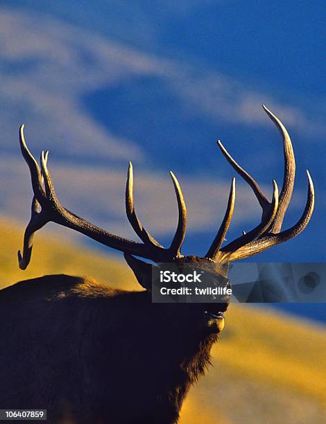 Bugling Bull River Elk Stockfoto und mehr Bilder von Röhren - Röhren, Wapiti, Brunst