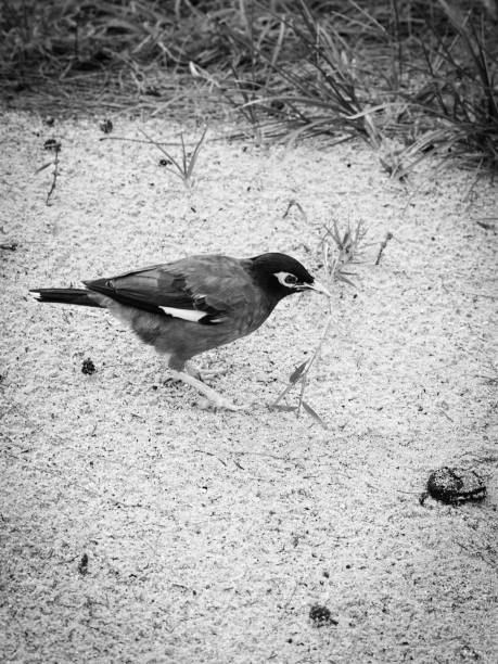 istock tropical bird in thailand on nature 1064079924