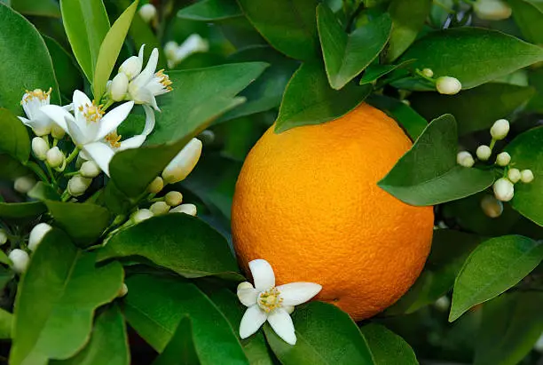 Photo of Citrus sinensis orange with white blossoms