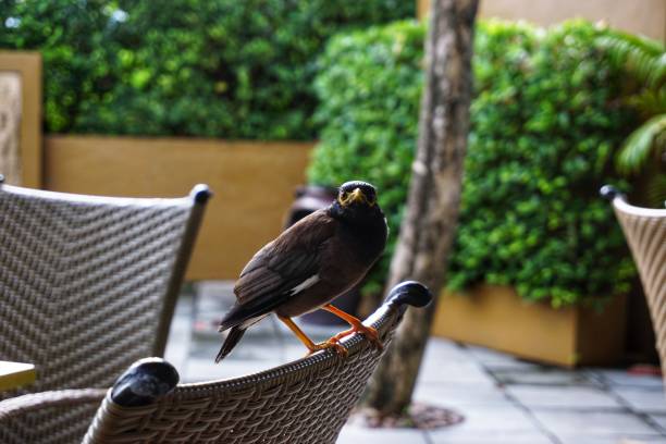 istock tropical bird in thailand on nature 1064080420