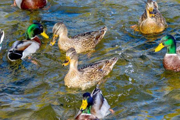 istock wild ducks swim around the pond in the park 1064082024