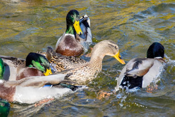 istock image wild ducks swim around the pond in the park 1064082066