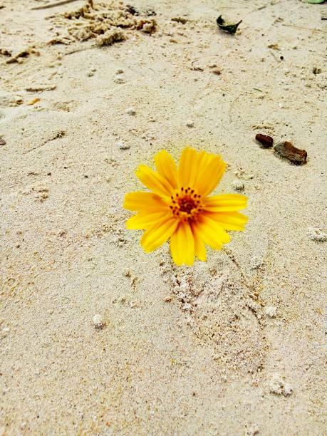 istock Flowers on the sand 1064082186