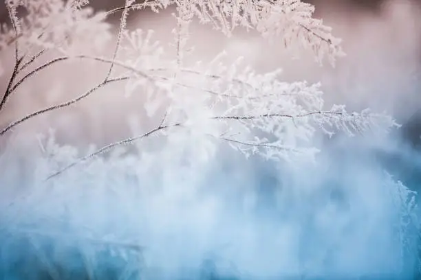 Photo of Сolorful frozen grass background