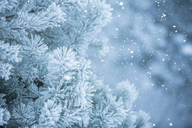 istock Winter scene background - Frosted pine branches 1064083588