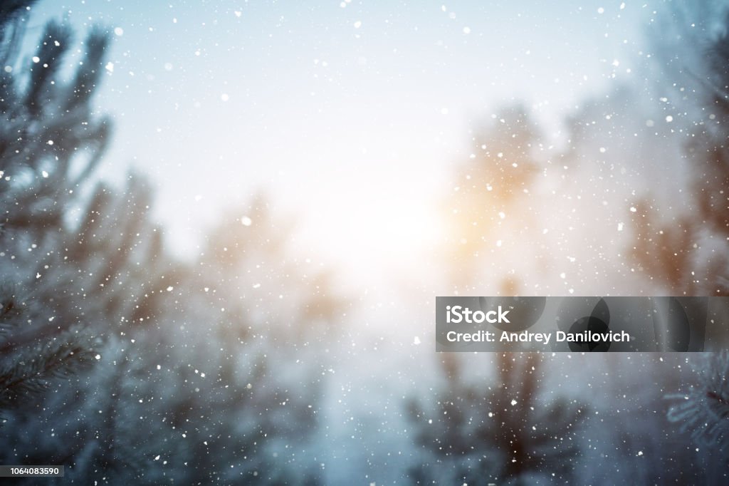 Winter scene - snowfall in the woods snowfall on the blurred background. winter background Winter Stock Photo