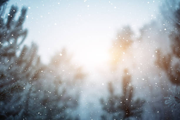 Winter scene - snowfall in the woods snowfall on the blurred background. winter background drop photos stock pictures, royalty-free photos & images
