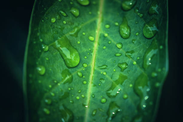 istock Natural background rain drops on the green leaf 1064087538