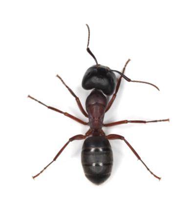 Rhyparochromidae Seed Bug Insect. Digitally Enhanced Photograph.