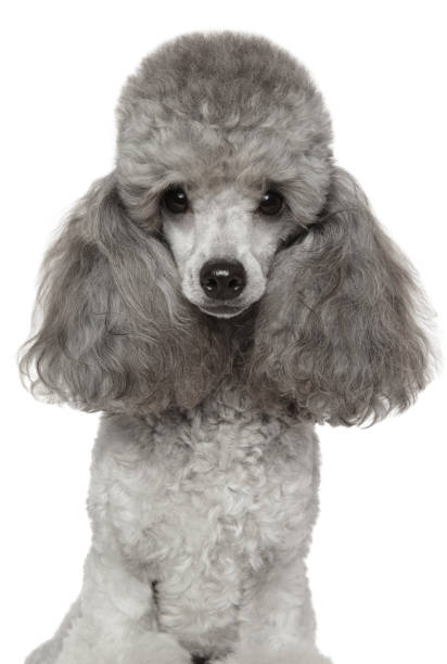 istock Miniature poodle close-up portrait 1064087988