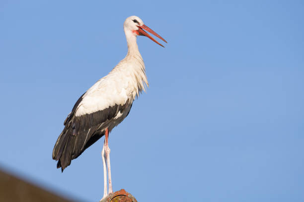 istock European stork 1064088316