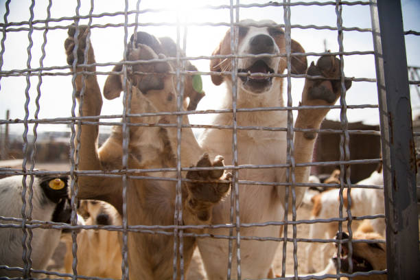 istock dogs waiting for adoption 1064088412