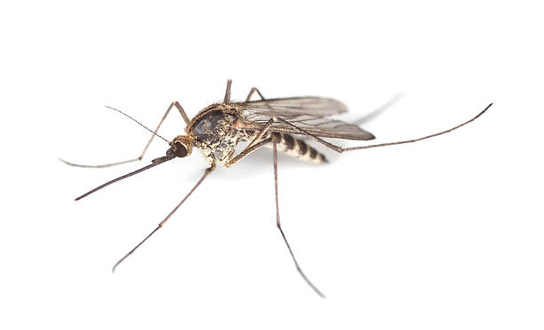istock Mosquito isolated on white background. Extreme close-up 106408860