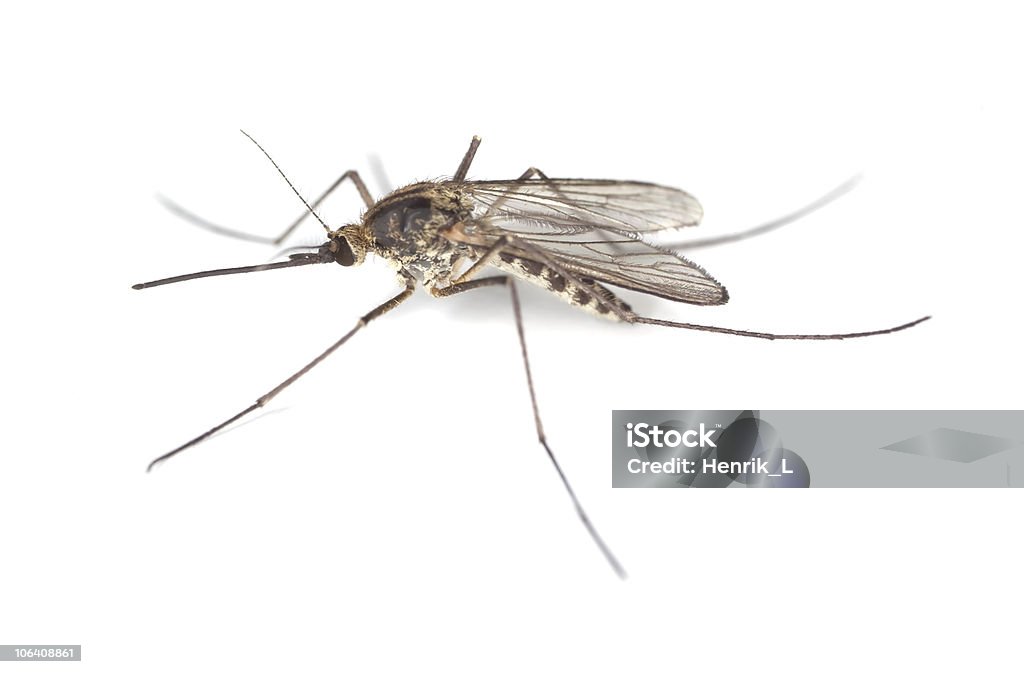 Mosquito isolado no fundo branco. - Foto de stock de Ampliação royalty-free