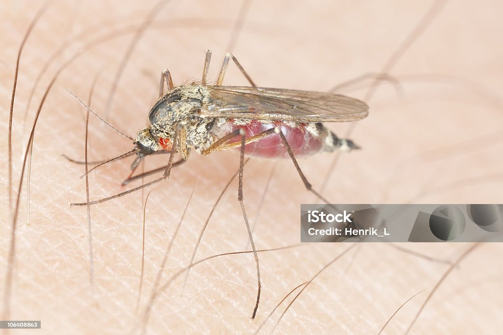 Mosquito with parasite sucking blood. Mosquito with parasite sucking blood. Extreme close-up with high magnification. Animal Stock Photo