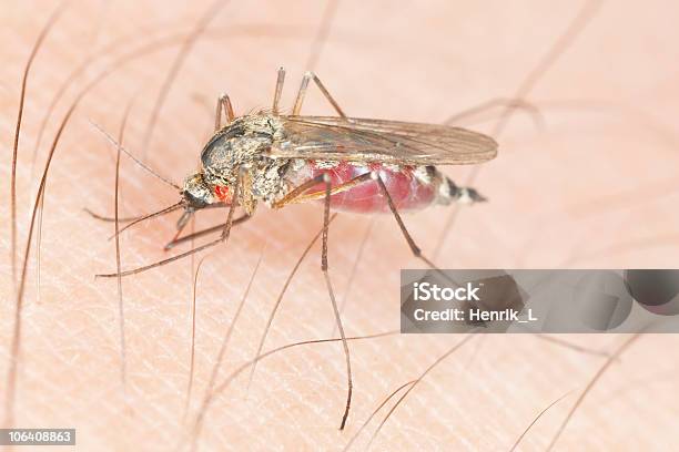 Mosquito With Parasite Sucking Blood Stock Photo - Download Image Now - Animal, Animal Body Part, Animal Eye