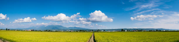 wunderschöne panorama aussicht auf reis reisfeld in furano stadt, hokkaido, japan. reis in hokkaido machten das beste klima, und jetzt ist es ist eines der führenden reisfelder in japan. - biei stadt stock-fotos und bilder