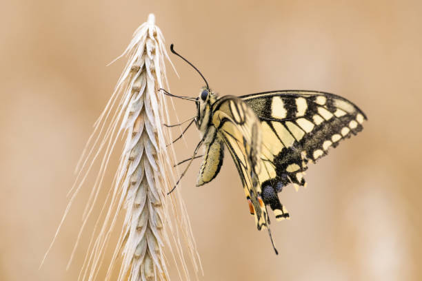 istock European swallowtail butterfly 1064089500