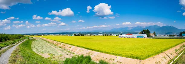 wunderschöne panorama aussicht auf reis reisfeld in furano stadt, hokkaido, japan. reis in hokkaido machten das beste klima, und jetzt ist es ist eines der führenden reisfelder in japan. - biei stadt stock-fotos und bilder