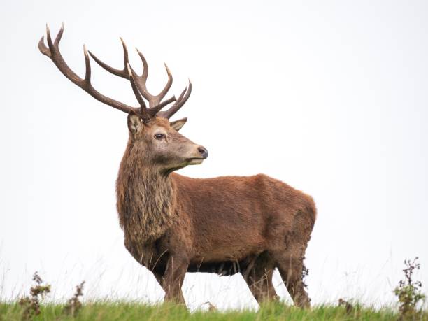 istock A majestic stag stands alone against a white sky 1064090922