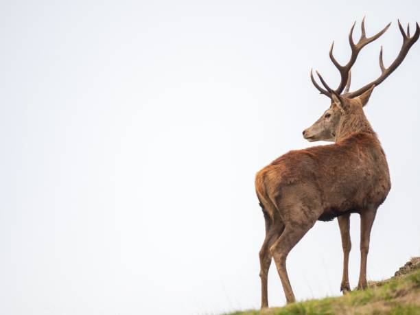 istock A majestic stag stands alone against a white sky 1064090954