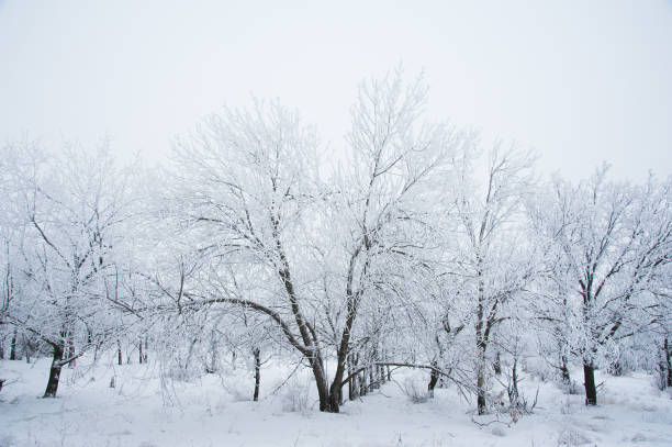 istock Winter trees in the snow 1064090978