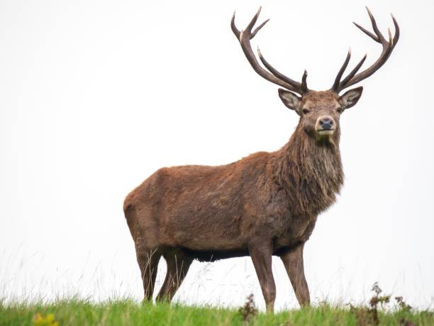 A majestic stag stands alone against a white sky