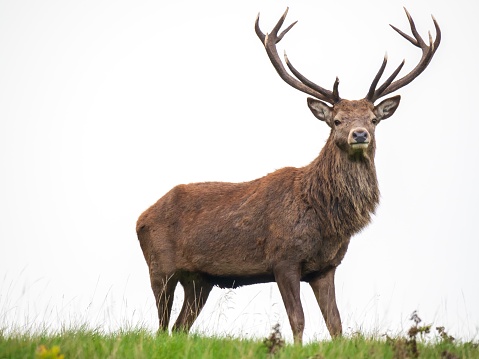 A male red deer, stag (Cervus elaphus) at Lyme Park in Disley, Cheshire showing its antlers at the end of the rutting season.