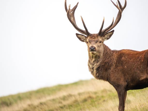 istock A majestic stag stands alone against a white sky 1064091012