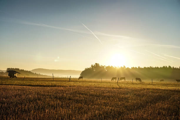 istock Cattle in an autumn sunrise 1064091504