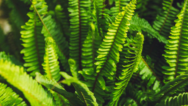 istock background nature fern exaltata. Green leaf. Full frame 1064093360