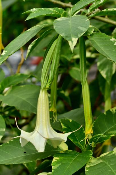 istock Angel's Trumpet Flowers 1064093396
