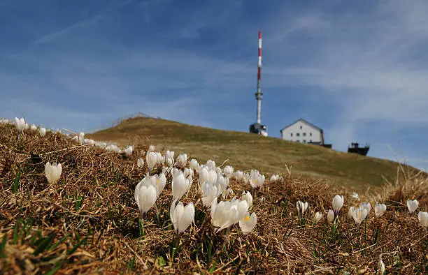 Communication tower and flowers at mountain top of switzerland