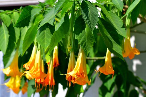 istock Angel's Trumpet Flowers 1064093712