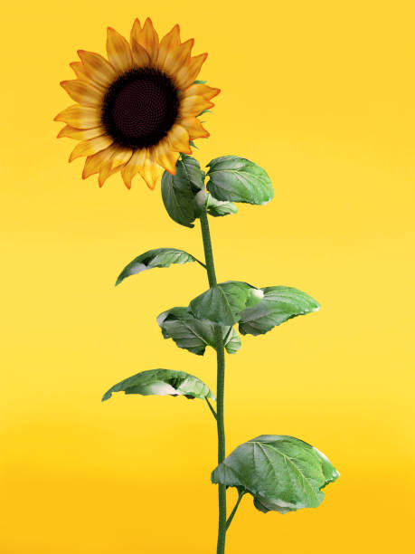 istock 3D rendering of a beautiful sunflower. 1064093870