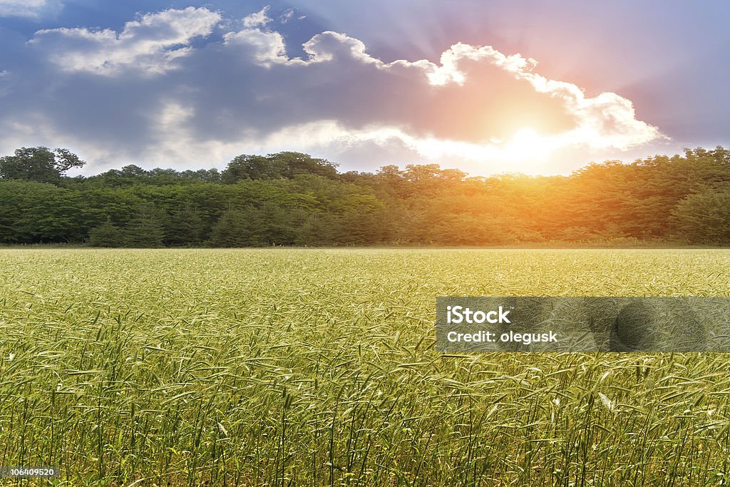 耳小麦のフィールドの夕日 - カラー画像のロイヤリティフリーストックフォト