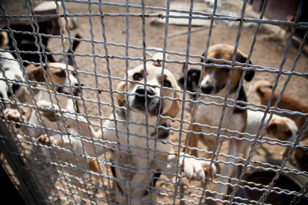dogs waiting for adoption