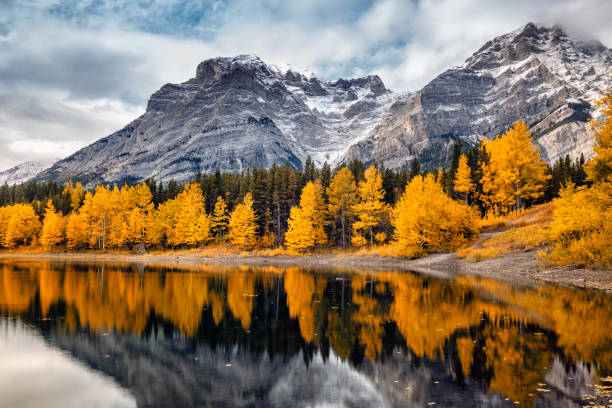 Banff National Park Lake with reflection of mountains and yellow trees at Kananaskis National Park, Canada. alpine climate photos stock pictures, royalty-free photos & images