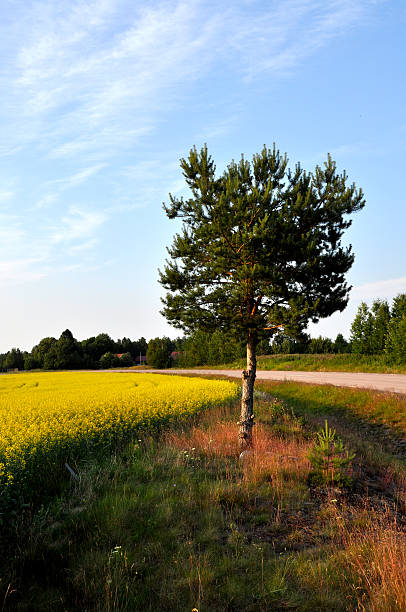 Uma árvore e campo de colza - fotografia de stock