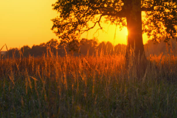 istock Landscape with sunset over grass and alone oak. 1064097986