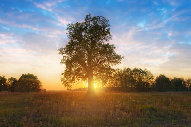 istock Beautiful sunset with setting sun beyond the alone oak. 1064098318