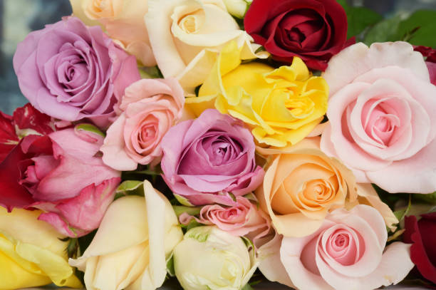 istock close up of colorful rose 1064098336