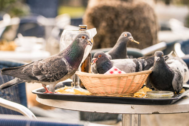 Pigeons in a public park in Amsterdam, the Netherlands, flock to a table and eat the food that is left unattended stock photo