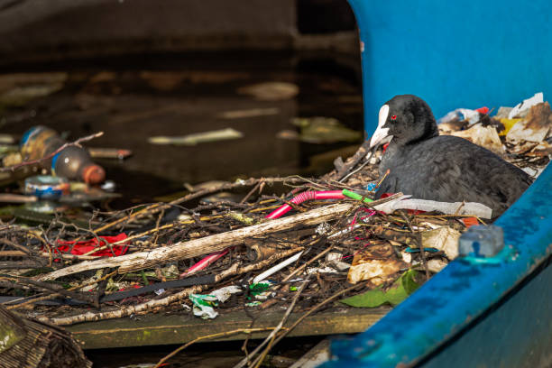 fúlica eurasiática se sienta en un nido hecho de ramas y basura, en un barco parcialmente hundido en un canal de amsterdam - gallareta americana fotografías e imágenes de stock