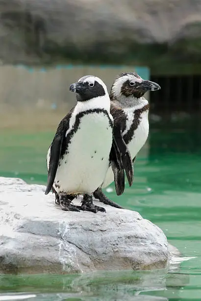 Photo of Penguins