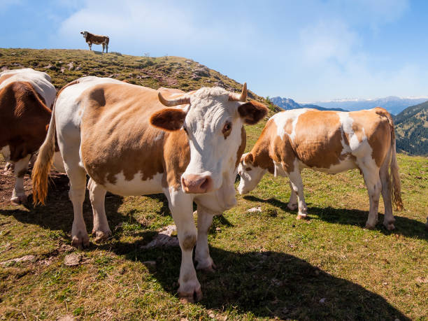 istock Cows are grazed on a summer meadow in mountains 1064101620